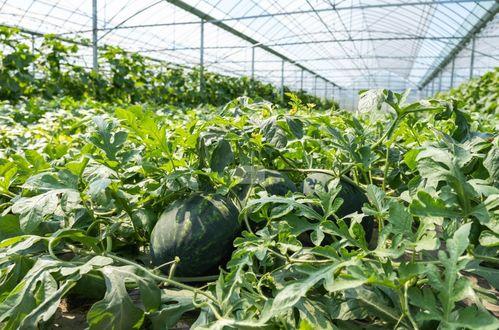 美丽的标价 51朝阳吃瓜,探寻美食与生活的美丽标价